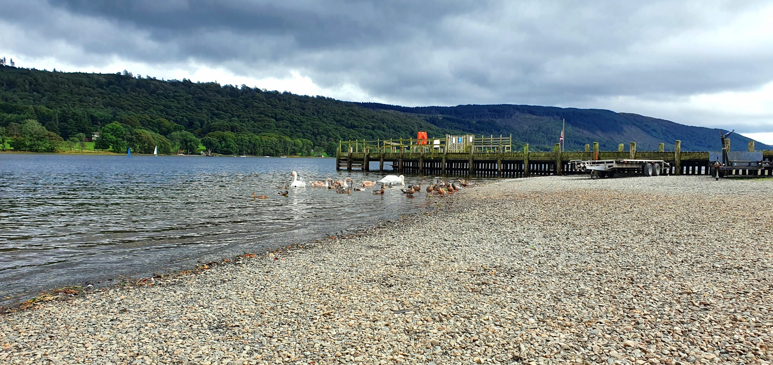 Lake Coniston with gravel area with swans and ducks on the lake. Lots of trees across the lake and a dark moody sky. Jetty with boat trailer to the side.